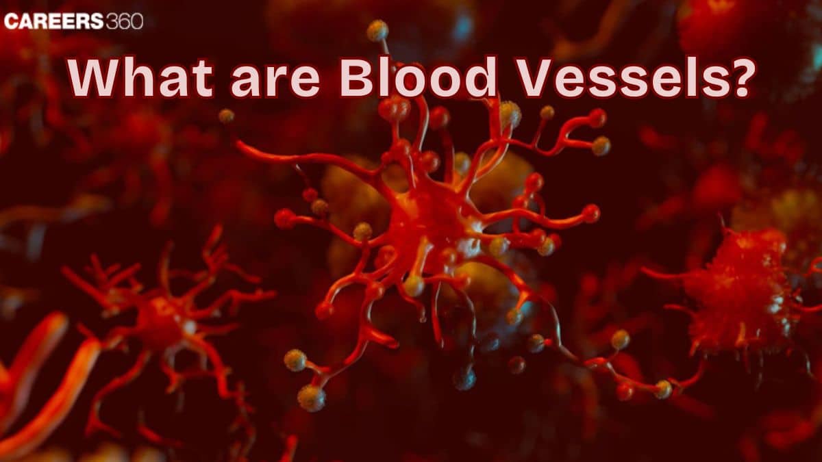 What are Blood vessels?